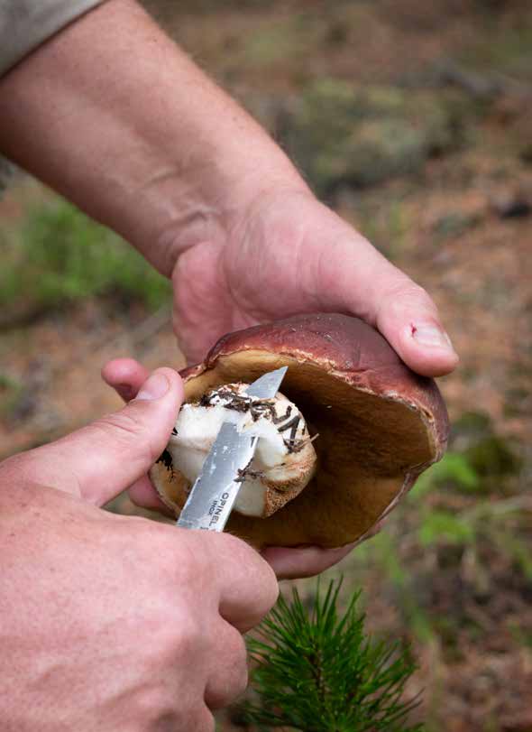 Good Picking Etiquette