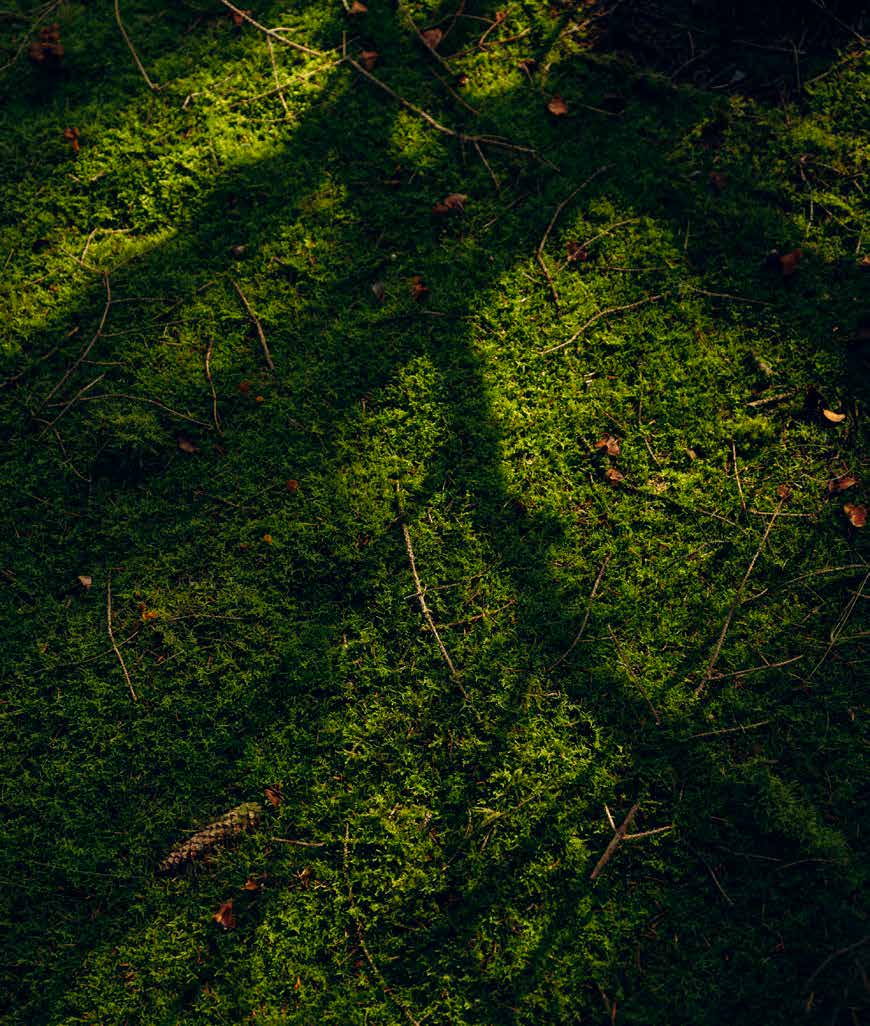 Good Mushroom Habitats