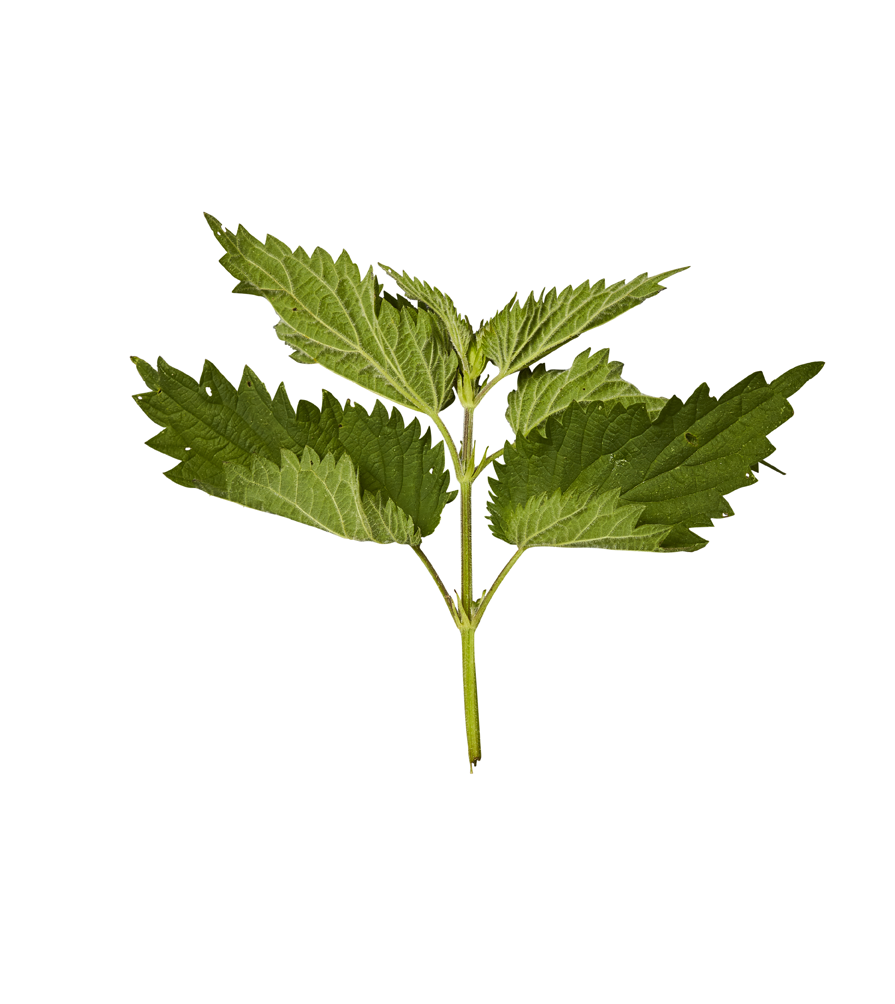 Nettle