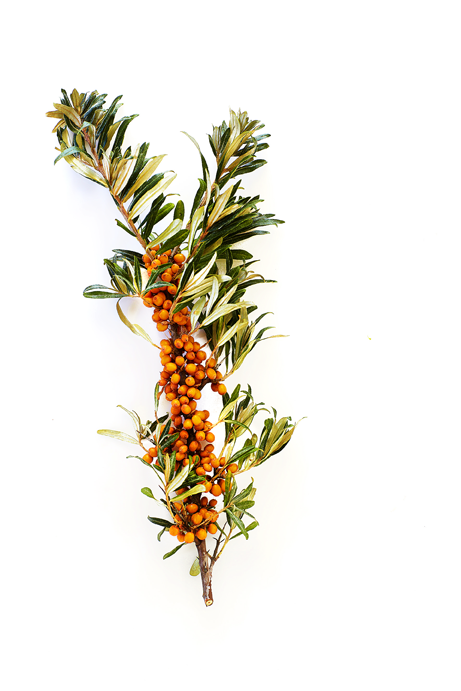 Sea Buckthorn