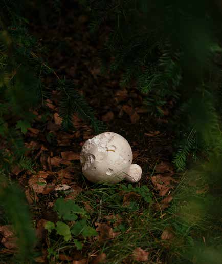 Giant Puffball