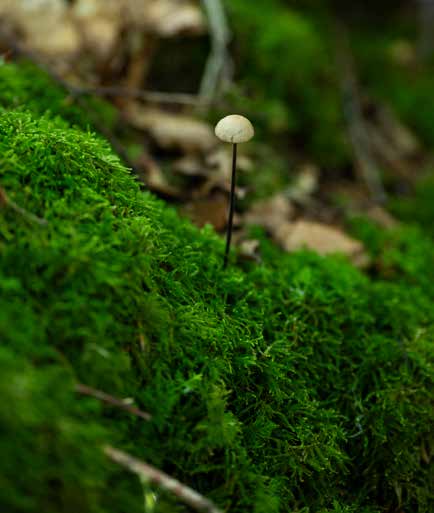Fairy Ring Mushroom