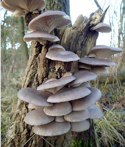 Oyster Mushroom