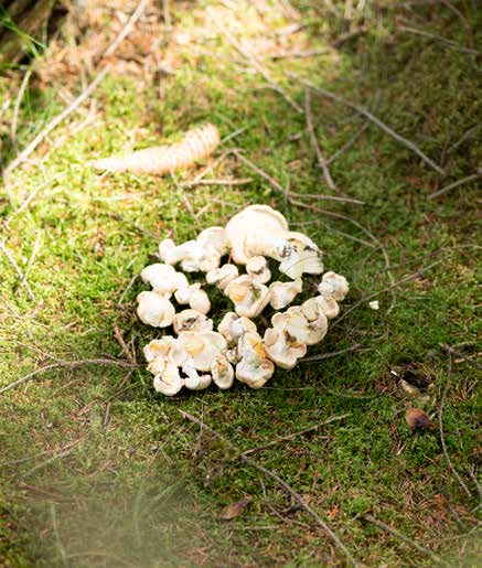 Hedgehog Mushroom