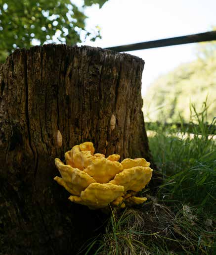 Chicken of the Woods