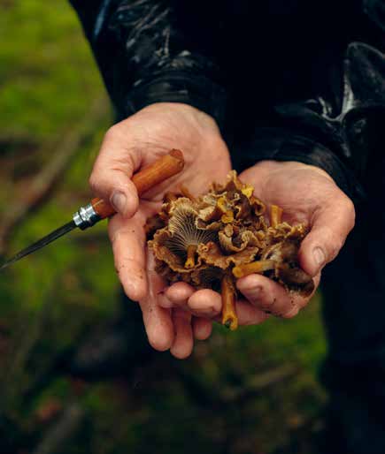 Funnel Chanterelle