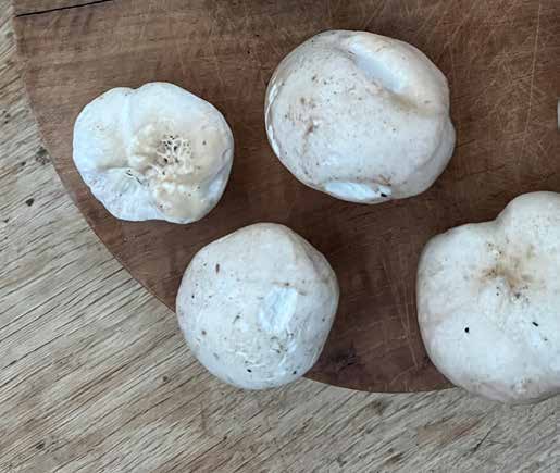 St. George's Mushroom