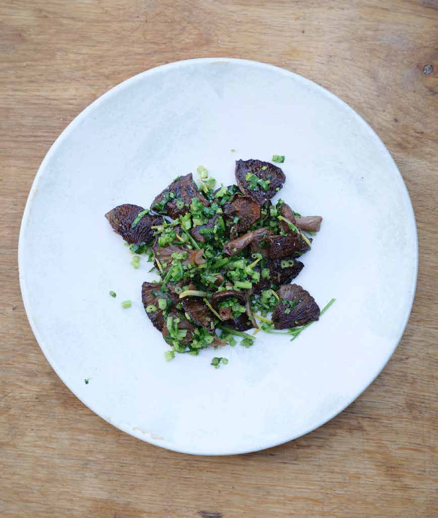 Oak milk cap Spanish style