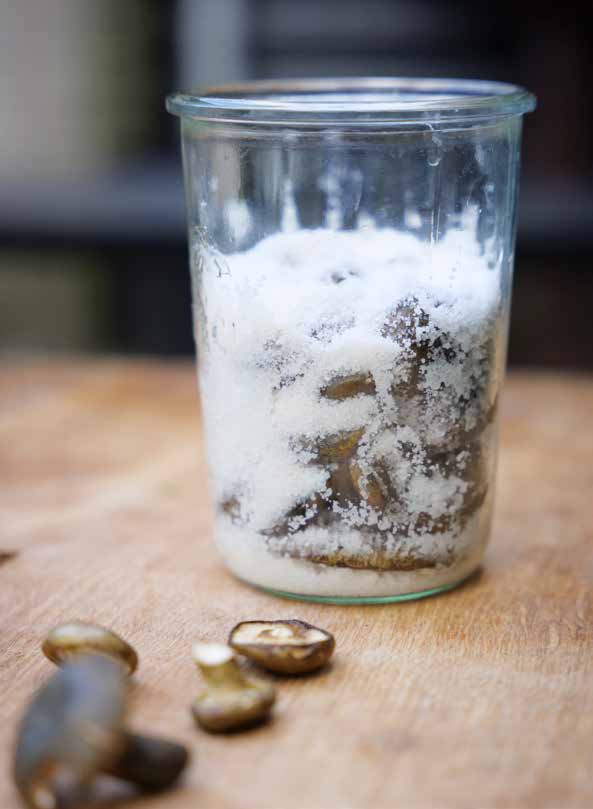 Salted olive-brown or white-felted milk cap