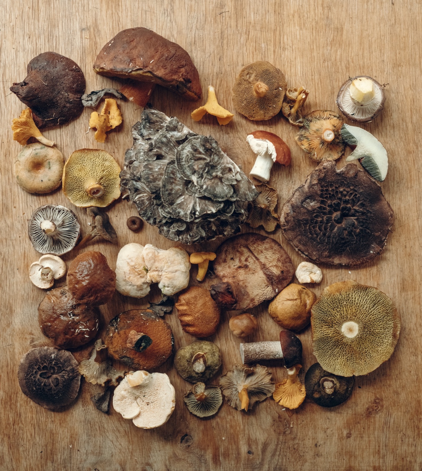 Herbs & Mushrooms